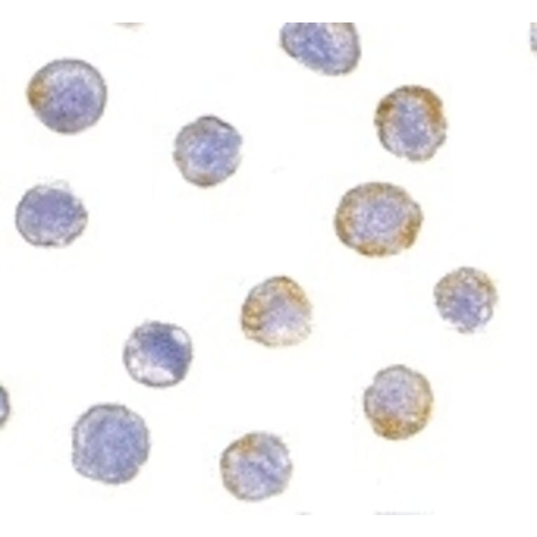 Immunocytochemistry - Anti-GDNF Receptor alpha 2 / GFRA2 Antibody (A283862) - Antibodies.com