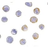 Immunocytochemistry - Anti-GDNF Receptor alpha 2 / GFRA2 Antibody (A283862) - Antibodies.com