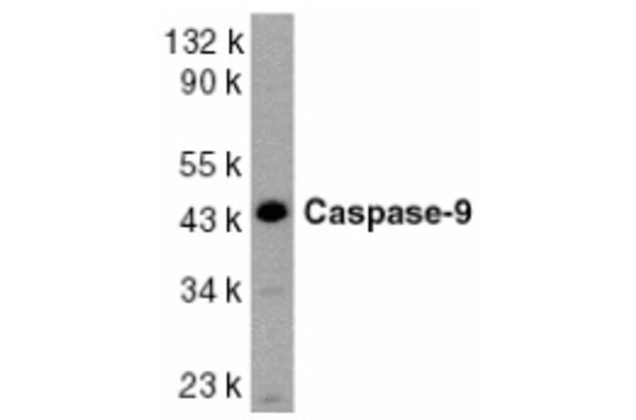 Western Blot - Anti-Caspase-9 Antibody (A283871) - Antibodies.com