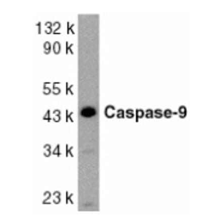 Western Blot - Anti-Caspase-9 Antibody (A283871) - Antibodies.com