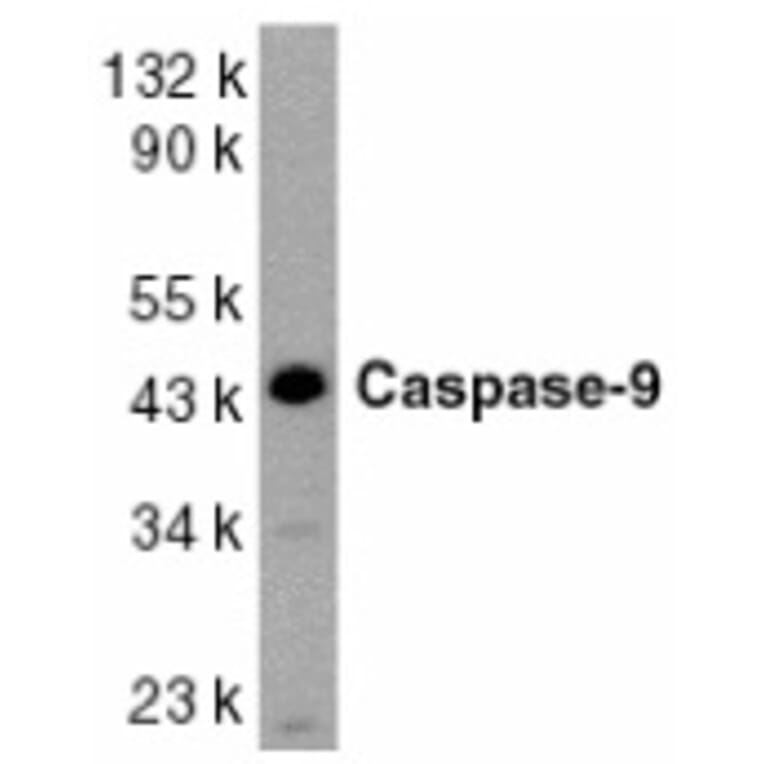 Western Blot - Anti-Caspase-9 Antibody (A283871) - Antibodies.com