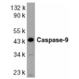 Western Blot - Anti-Caspase-9 Antibody (A283871) - Antibodies.com