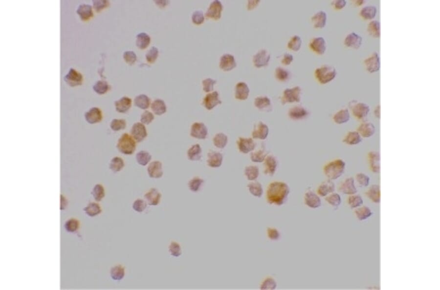 Immunocytochemistry - Anti-Caspase-9 Antibody (A283871) - Antibodies.com