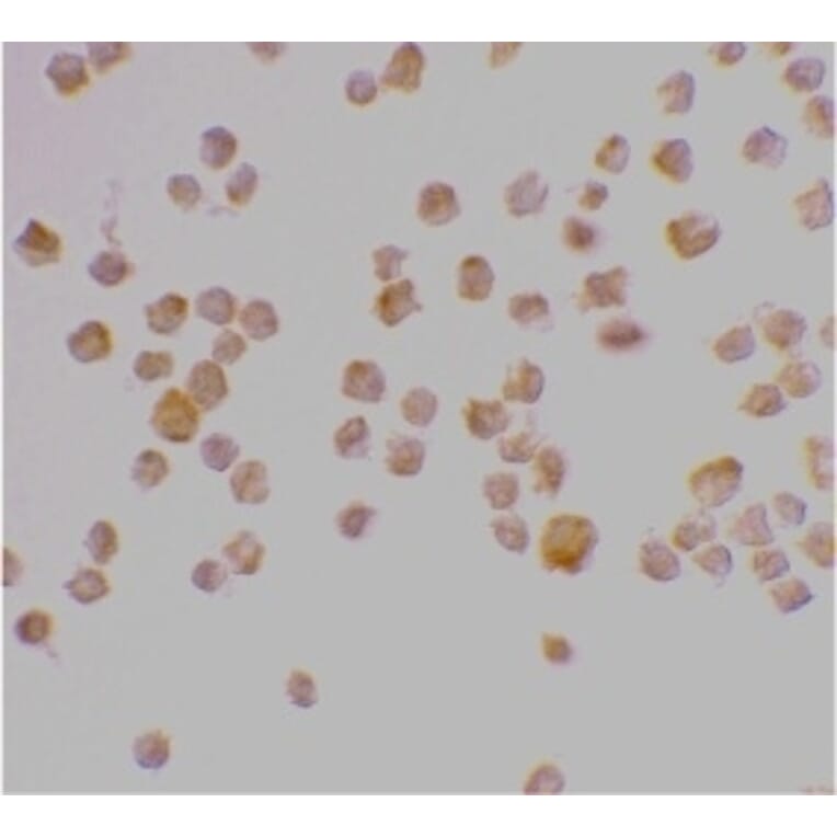 Immunocytochemistry - Anti-Caspase-9 Antibody (A283871) - Antibodies.com