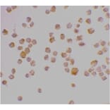 Immunocytochemistry - Anti-Caspase-9 Antibody (A283871) - Antibodies.com