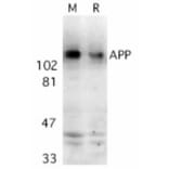 Western Blot - Anti-Amyloid Precursor Protein Antibody (A283878) - Antibodies.com
