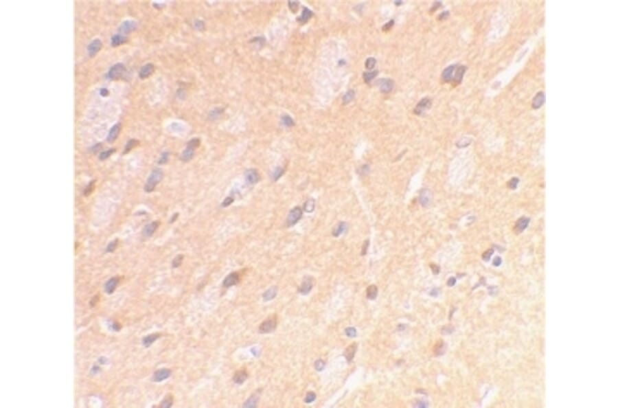Immunohistochemistry - Anti-Amyloid Precursor Protein Antibody (A283878) - Antibodies.com