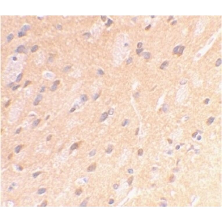 Immunohistochemistry - Anti-Amyloid Precursor Protein Antibody (A283878) - Antibodies.com