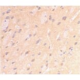 Immunohistochemistry - Anti-Amyloid Precursor Protein Antibody (A283878) - Antibodies.com