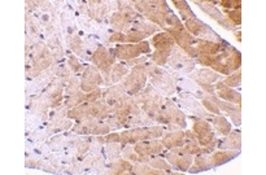 Immunohistochemistry - Anti-CIDE A Antibody (A283879) - Antibodies.com