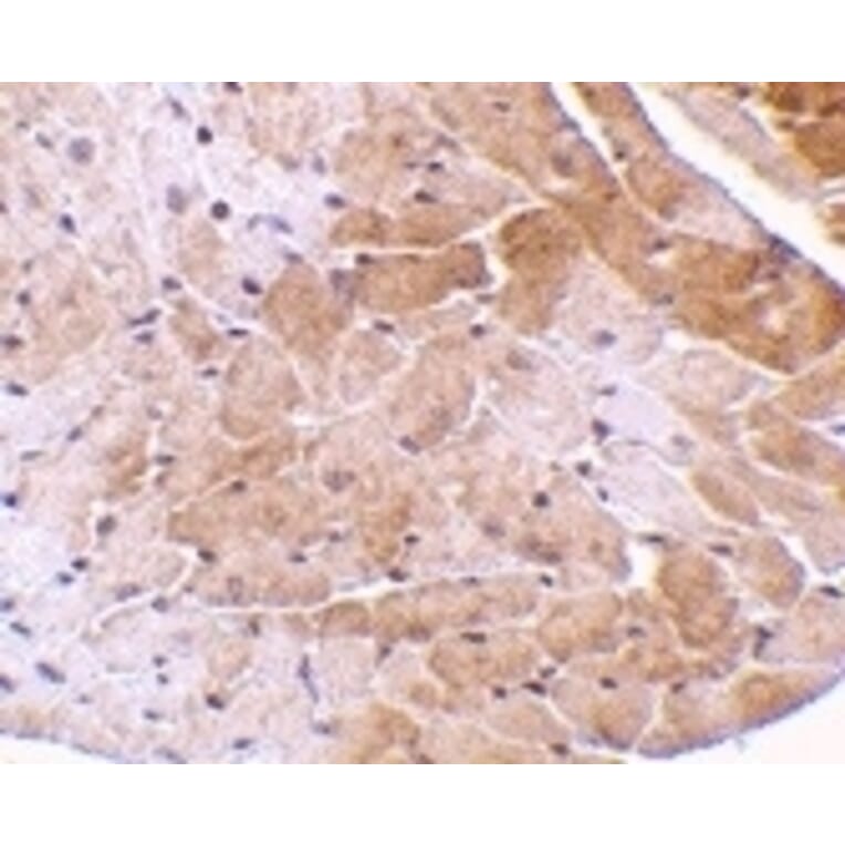 Immunohistochemistry - Anti-CIDE A Antibody (A283879) - Antibodies.com