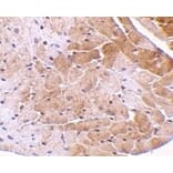 Immunohistochemistry - Anti-CIDE A Antibody (A283879) - Antibodies.com