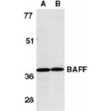 Western Blot - Anti-BAFF Antibody (A283889) - Antibodies.com