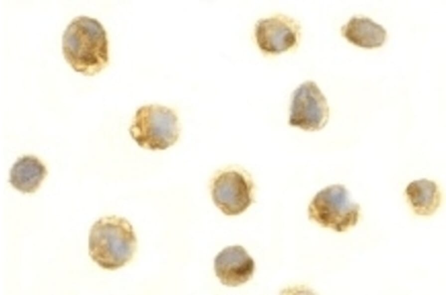 Immunocytochemistry - Anti-BAFF Antibody (A283889) - Antibodies.com