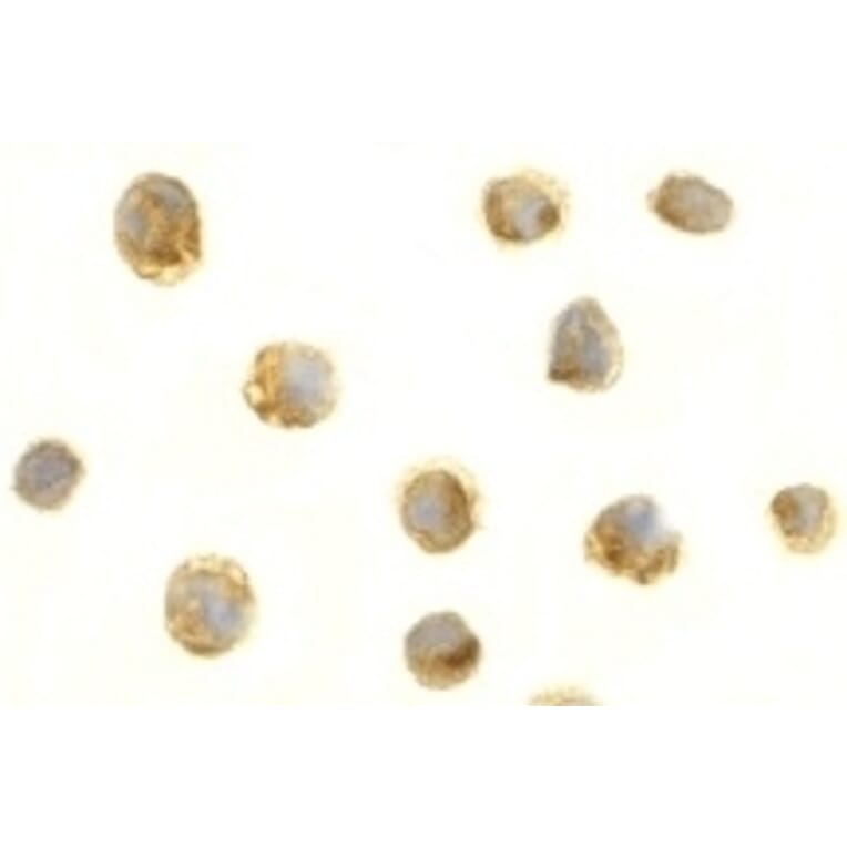 Immunocytochemistry - Anti-BAFF Antibody (A283889) - Antibodies.com