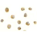 Immunocytochemistry - Anti-BAFF Antibody (A283889) - Antibodies.com