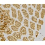 Immunohistochemistry - Anti-DC-SIGN Antibody (A283893) - Antibodies.com