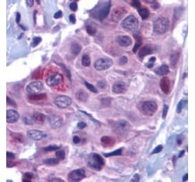 Flow Cytometry - Anti-PUMA Antibody (A283911) - Antibodies.com