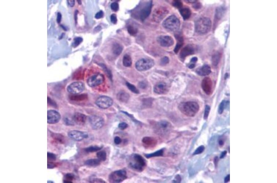Flow Cytometry - Anti-PUMA Antibody (A283911) - Antibodies.com