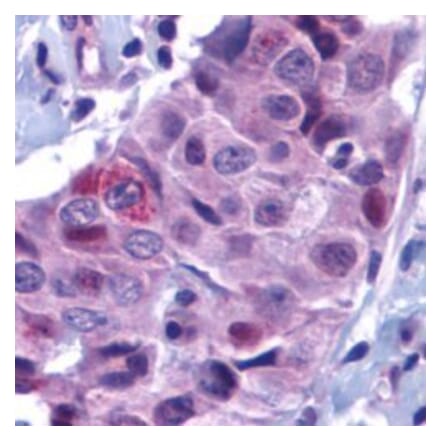 Flow Cytometry - Anti-PUMA Antibody (A283911) - Antibodies.com