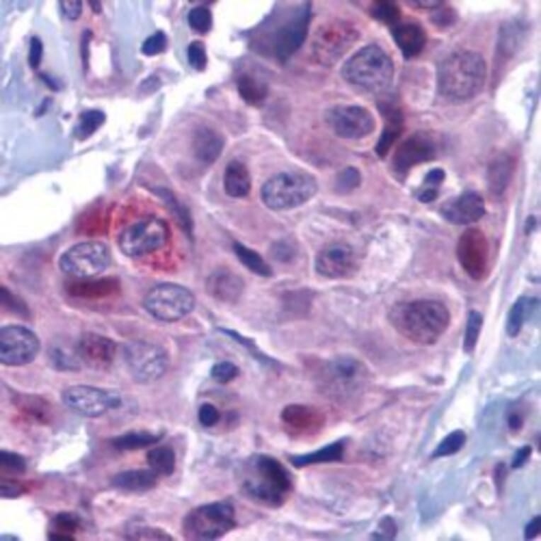 Flow Cytometry - Anti-PUMA Antibody (A283911) - Antibodies.com