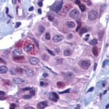 Flow Cytometry - Anti-PUMA Antibody (A283911) - Antibodies.com