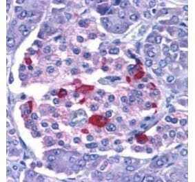 Immunohistochemistry - Anti-Endo G Antibody (A283913) - Antibodies.com