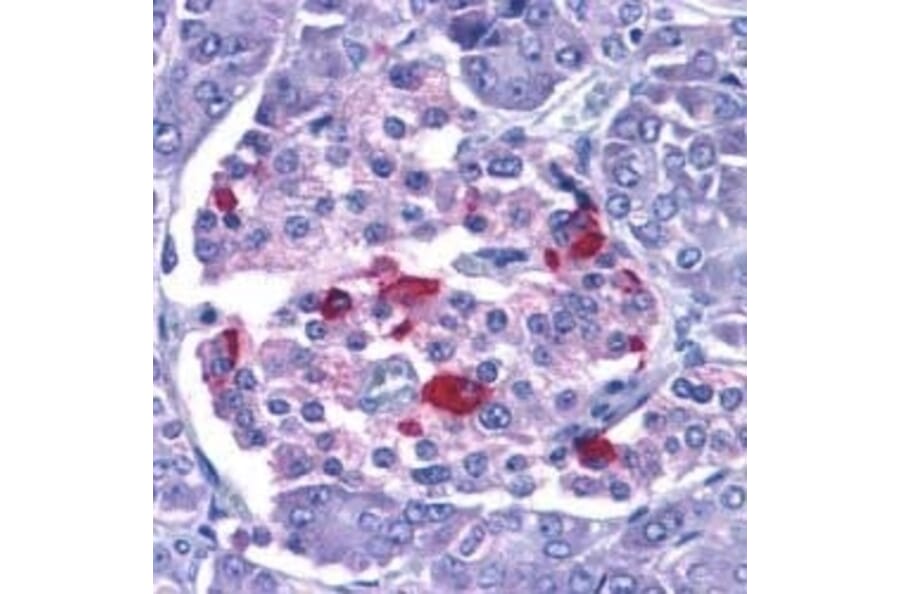 Immunohistochemistry - Anti-Endo G Antibody (A283913) - Antibodies.com