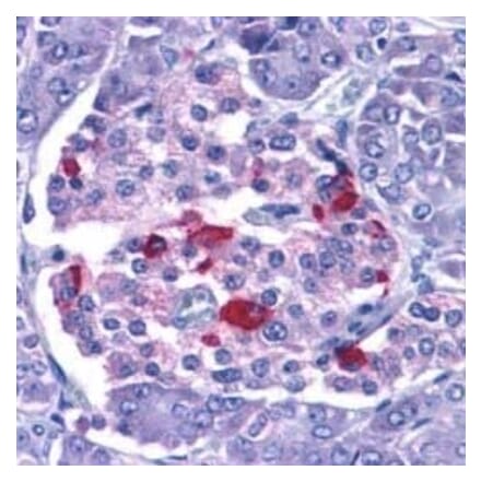 Immunohistochemistry - Anti-Endo G Antibody (A283913) - Antibodies.com