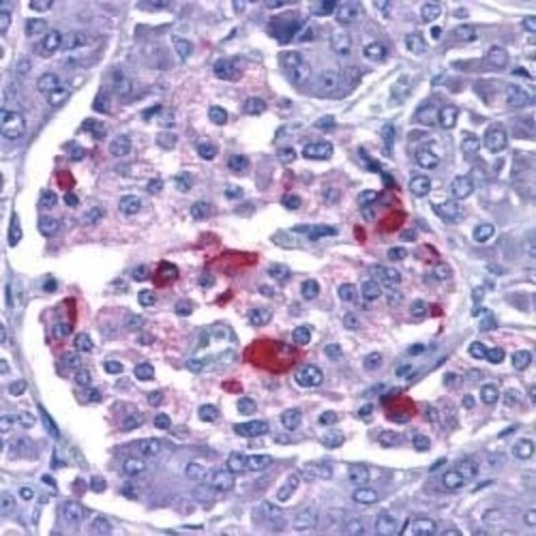 Immunohistochemistry - Anti-Endo G Antibody (A283913) - Antibodies.com