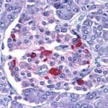 Immunohistochemistry - Anti-Endo G Antibody (A283913) - Antibodies.com