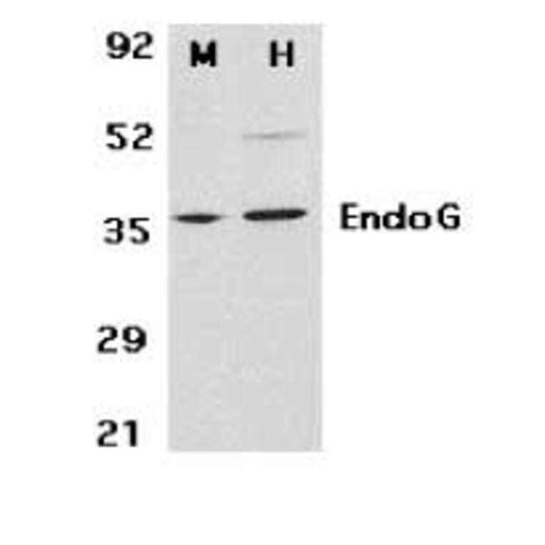 Western Blot - Anti-Endo G Antibody (A283913) - Antibodies.com
