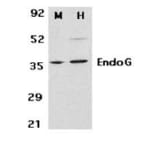Western Blot - Anti-Endo G Antibody (A283913) - Antibodies.com