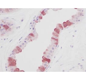 Immunohistochemistry - Anti-EGF Antibody - BSA and Azide free (A283918) - Antibodies.com