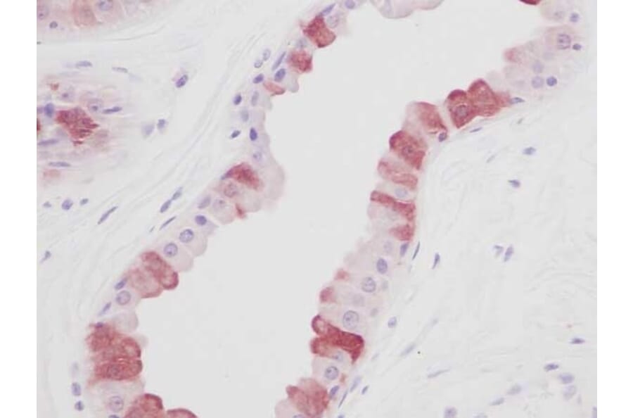 Immunohistochemistry - Anti-EGF Antibody - BSA and Azide free (A283918) - Antibodies.com