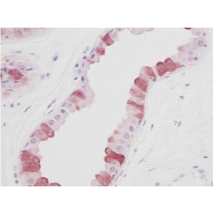 Immunohistochemistry - Anti-EGF Antibody - BSA and Azide free (A283918) - Antibodies.com