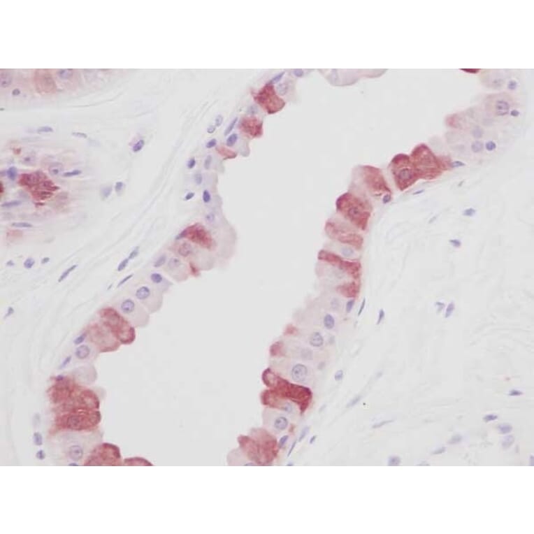 Immunohistochemistry - Anti-EGF Antibody - BSA and Azide free (A283918) - Antibodies.com