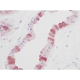 Immunohistochemistry - Anti-EGF Antibody - BSA and Azide free (A283918) - Antibodies.com