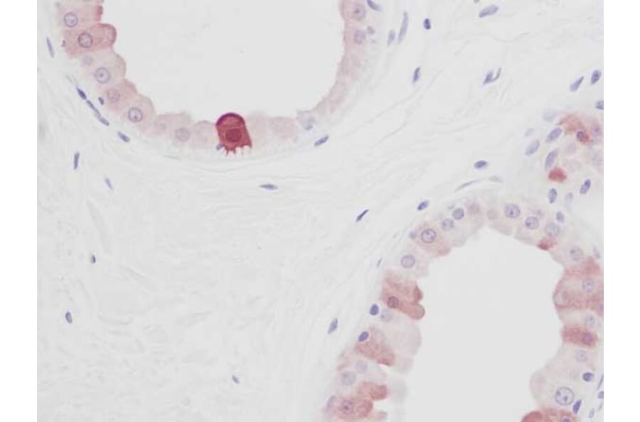 Immunohistochemistry - Anti-EGF Antibody - BSA and Azide free (A283918) - Antibodies.com