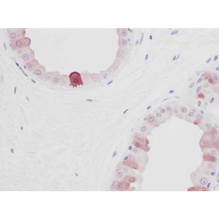 Immunohistochemistry - Anti-EGF Antibody - BSA and Azide free (A283918) - Antibodies.com