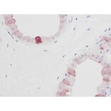 Immunohistochemistry - Anti-EGF Antibody - BSA and Azide free (A283918) - Antibodies.com