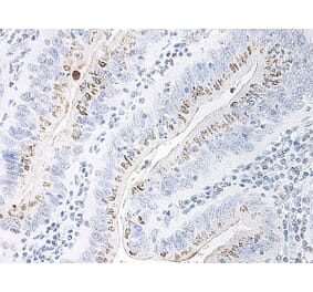 Immunohistochemistry - Anti-CXCL2 Antibody - BSA and Azide free (A283920) - Antibodies.com