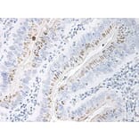 Immunohistochemistry - Anti-CXCL2 Antibody - BSA and Azide free (A283920) - Antibodies.com