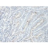 Immunohistochemistry - Anti-CXCL2 Antibody - BSA and Azide free (A283920) - Antibodies.com