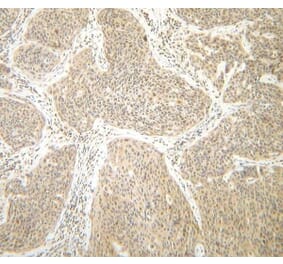 Immunohistochemistry - Anti-Interferon gamma Antibody - BSA and Azide free (A283922) - Antibodies.com