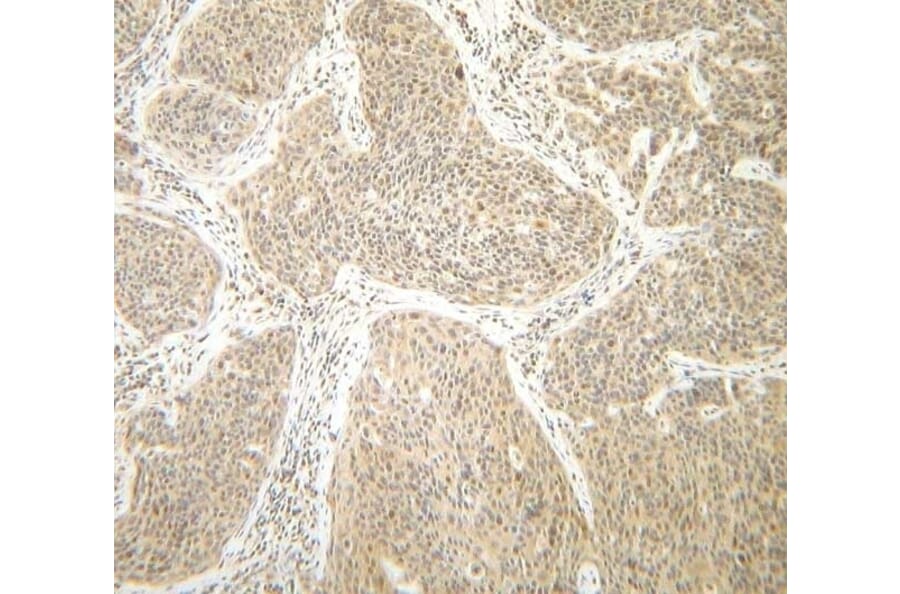 Immunohistochemistry - Anti-Interferon gamma Antibody - BSA and Azide free (A283922) - Antibodies.com