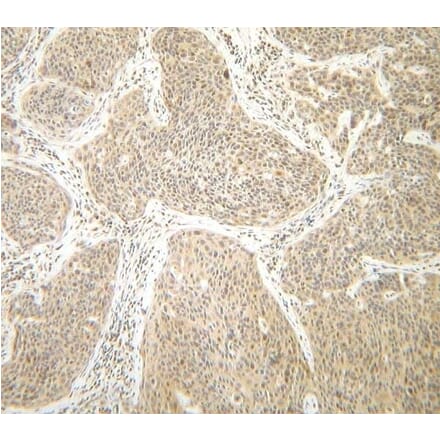 Immunohistochemistry - Anti-Interferon gamma Antibody - BSA and Azide free (A283922) - Antibodies.com