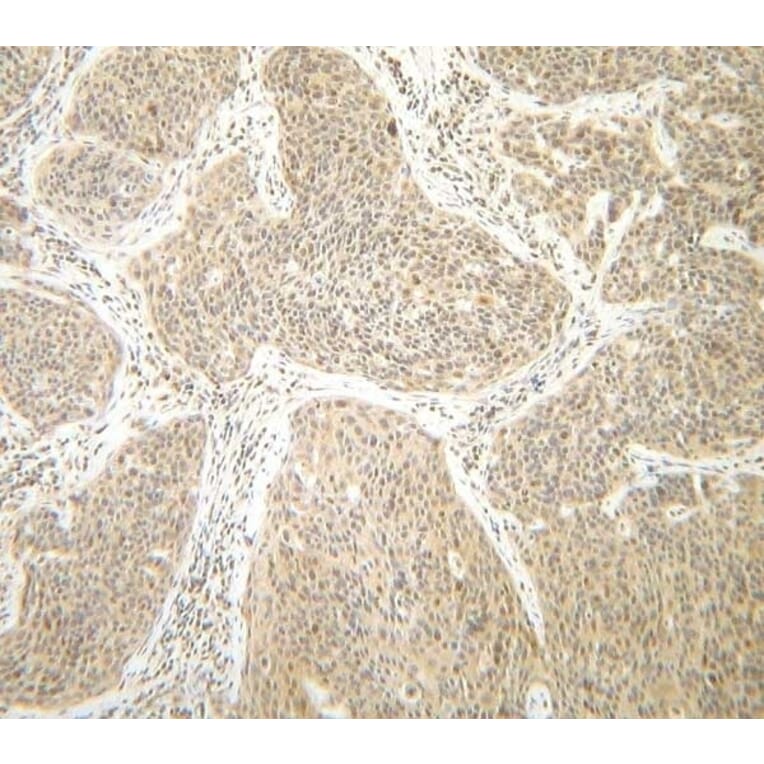 Immunohistochemistry - Anti-Interferon gamma Antibody - BSA and Azide free (A283922) - Antibodies.com