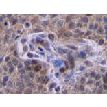 Immunohistochemistry - Anti-Interferon gamma Antibody - BSA and Azide free (A283922) - Antibodies.com