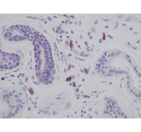 Immunohistochemistry - Anti-IL-8 Antibody - BSA and Azide free (A283926) - Antibodies.com
